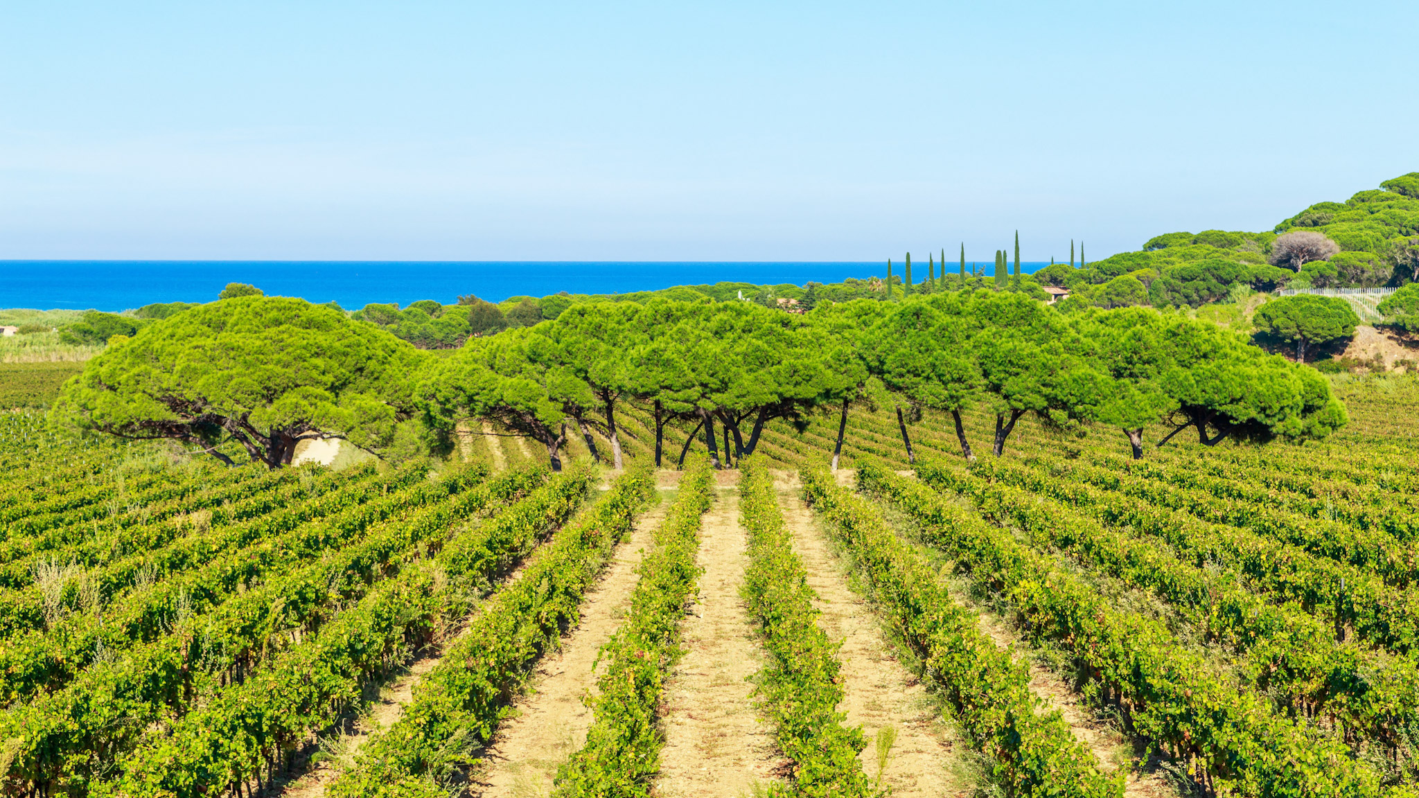 Les vignes autour de Saint Tropez